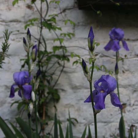 B&B Les Iris Brussels Exterior photo